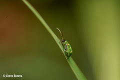 Diabrotica speciosa