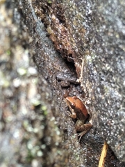 Minervarya sahyadris