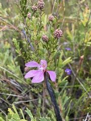 Caladenia nana
