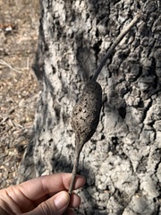 Callirhytis quercussuttoni