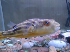 Tetraodon lineatus