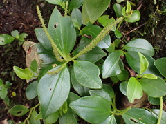 Peperomia