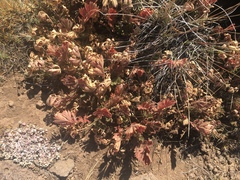 Geum triflorum ciliatum