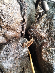 Minervarya sahyadris