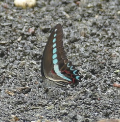 Graphium milon