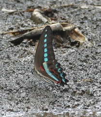 Graphium milon
