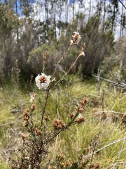 Epacris