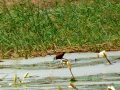 Actophilornis africanus