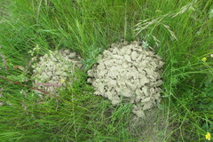 Spalax microphthalmus