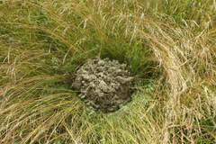 Spalax microphthalmus