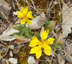 Goodenia pinnatifida