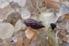 Bittiolum alternatum