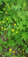 Ranunculus propinquus