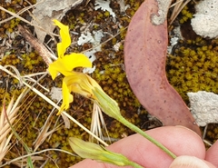 Goodenia pinnatifida