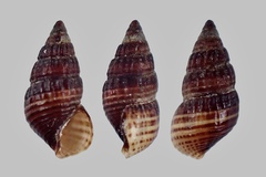 Bittiolum alternatum