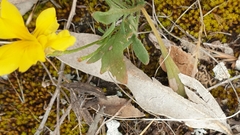 Goodenia pinnatifida