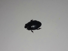 Histeridae