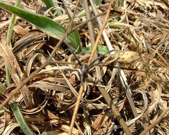 Latrodectus renivulvatus
