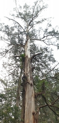 Eucalyptus regnans