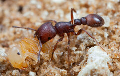 Tetramorium setuliferum