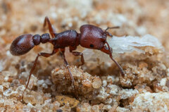 Tetramorium setuliferum