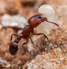 Tetramorium setuliferum