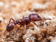 Tetramorium setuliferum