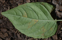 Pucciniastrum circaeae