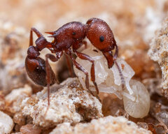 Tetramorium setuliferum
