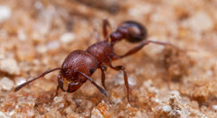 Tetramorium setuliferum