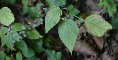 Pucciniastrum circaeae