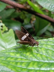 Notocrypta paralysos