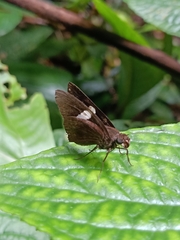 Notocrypta paralysos