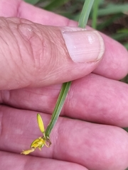 Tricoryne anceps