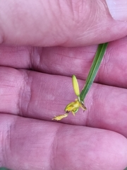 Tricoryne anceps