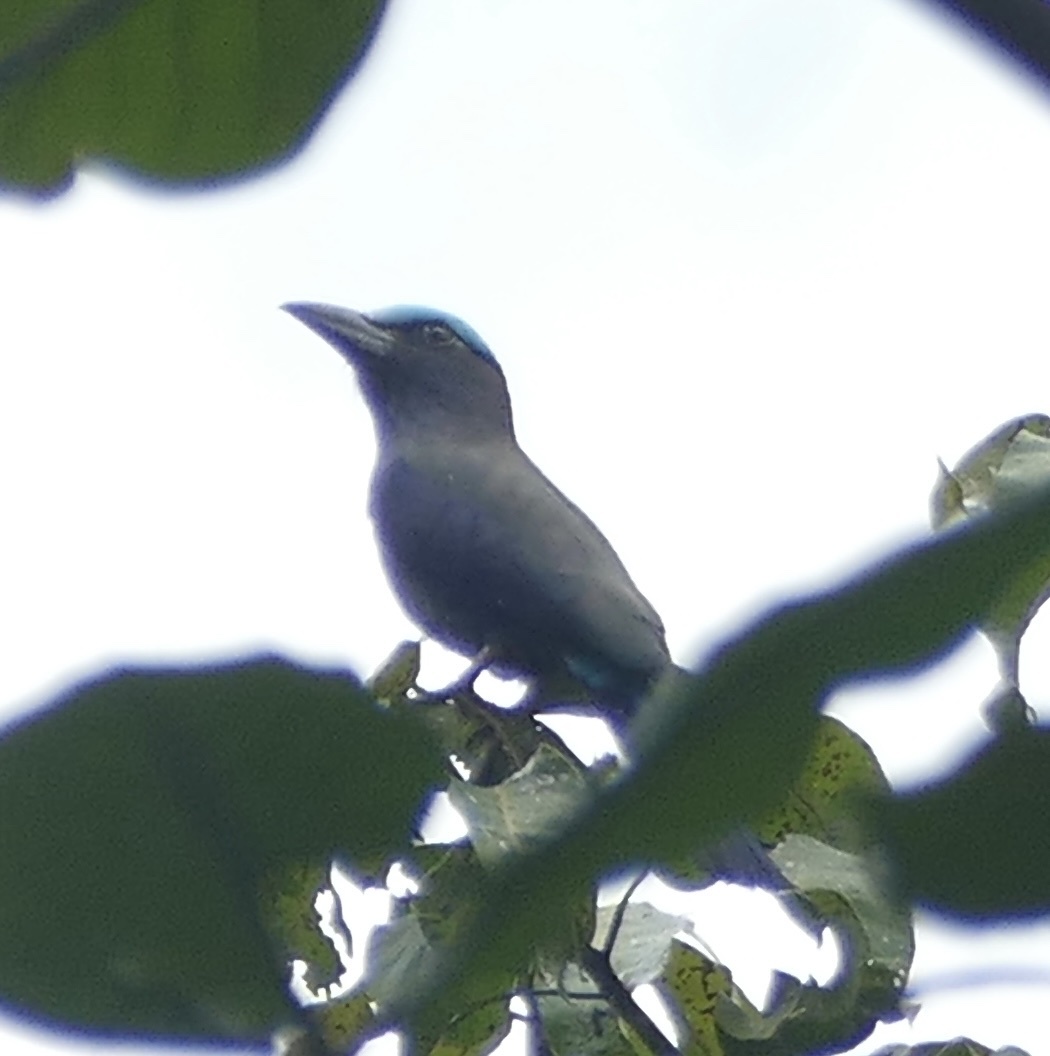Purple-winged Roller (Coracias temminckii), photo 10