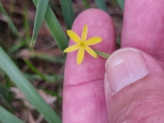 Tricoryne anceps pterocaulon