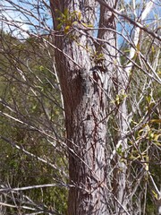 Amphipsalta strepitans