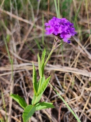 Verbena rigida