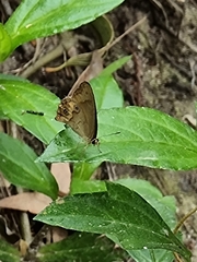 Tricoryne anceps pterocaulon