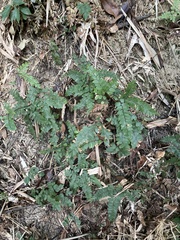 Adiantum flabellulatum