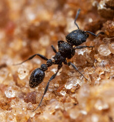 Tetramorium