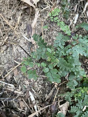 Adiantum flabellulatum
