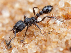 Tetramorium
