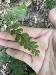 Adiantum flabellulatum