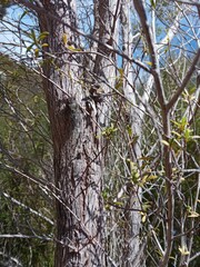 Amphipsalta strepitans