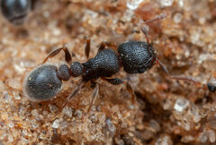 Tetramorium