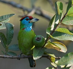 Psilopogon asiaticus