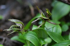 Chiloglottis jeanesii