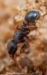 Tetramorium